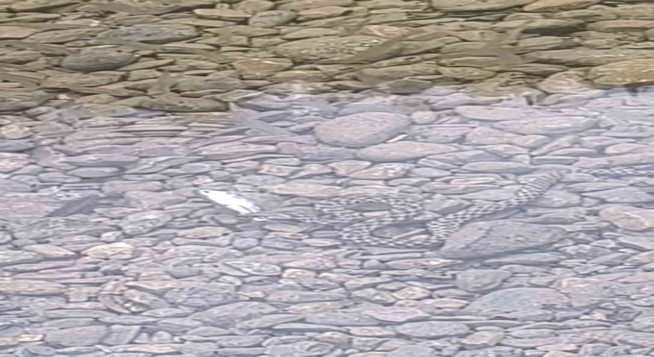 Osmaniye'de yılanın balık avı kamerada