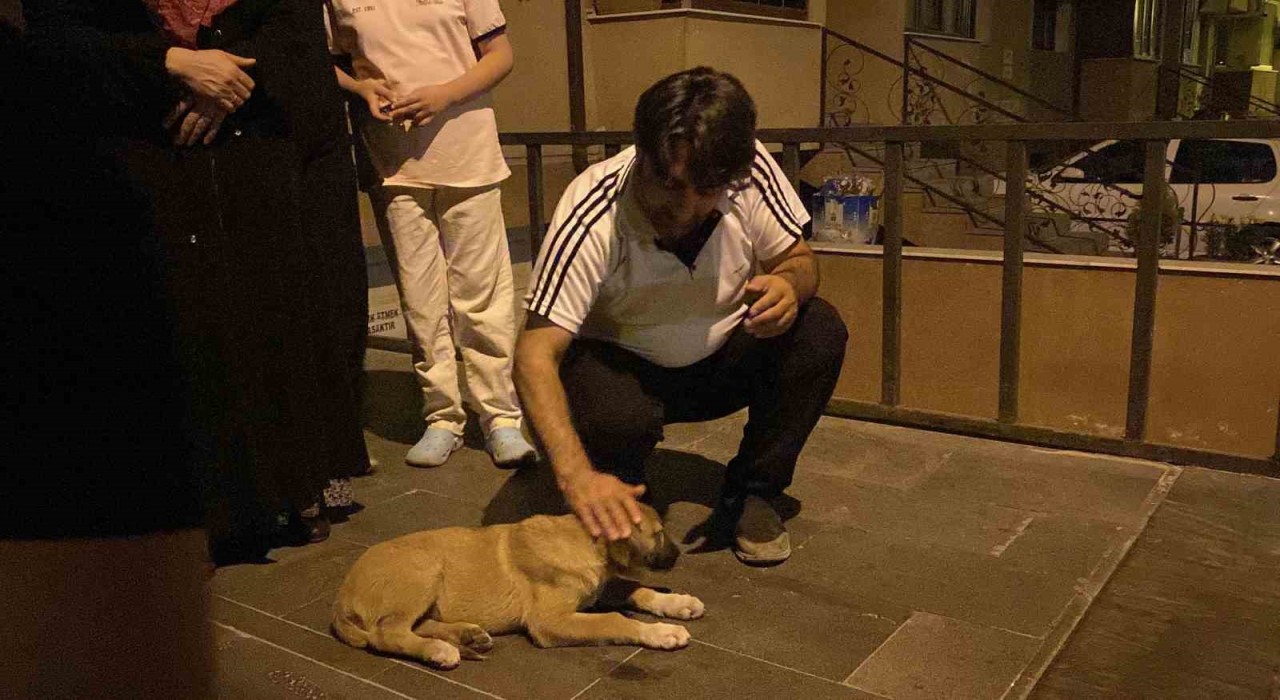 Otomobilin çarptığı yavru köpek için mahalleli seferber oldu