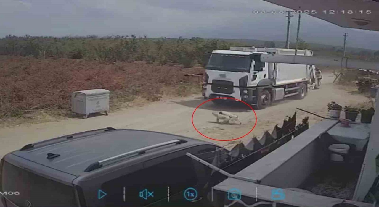 Oyun oynarken yola fırlayan iki köpek çöp kamyonunun altında kaldı
