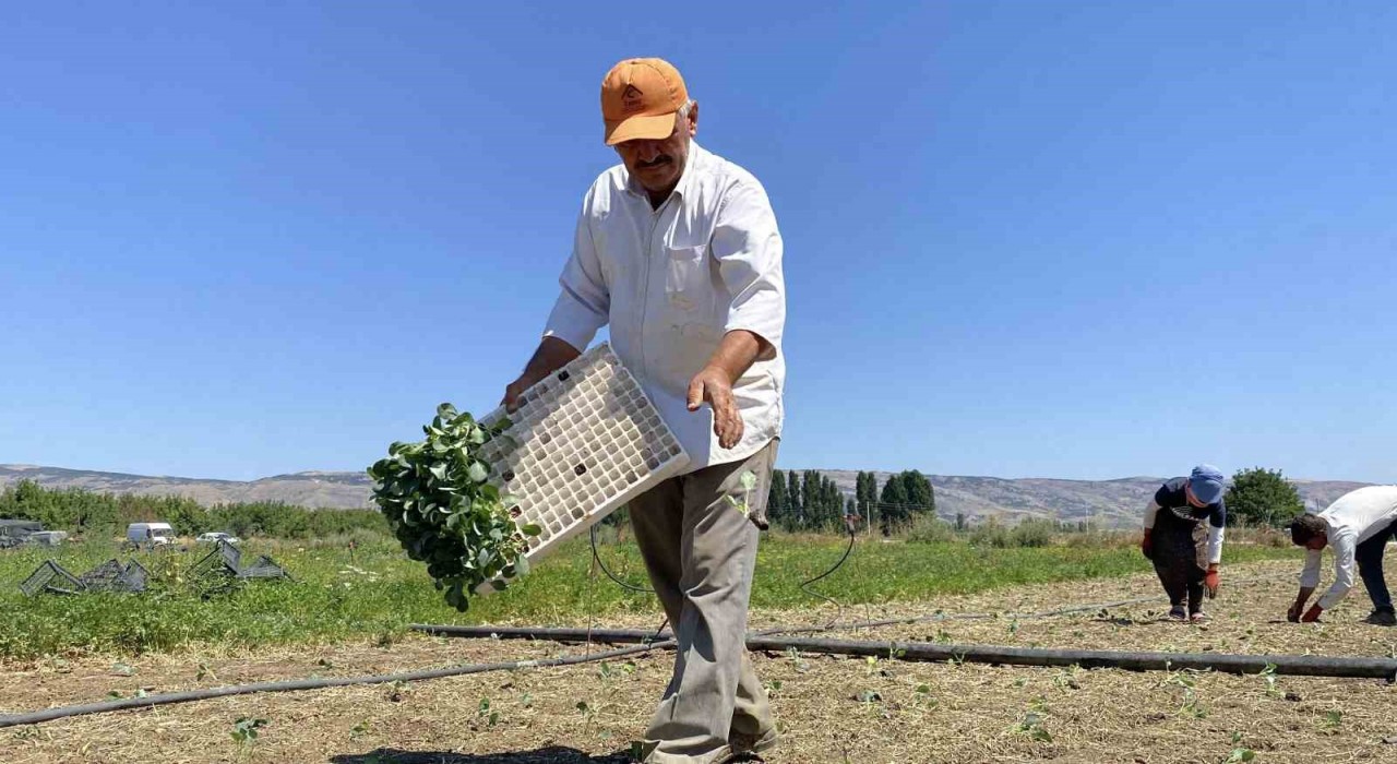 (ÖZEL) Eskişehirli çiftçinin alın teri kuraklığa ve yüksek maliyetlere yenik düştü