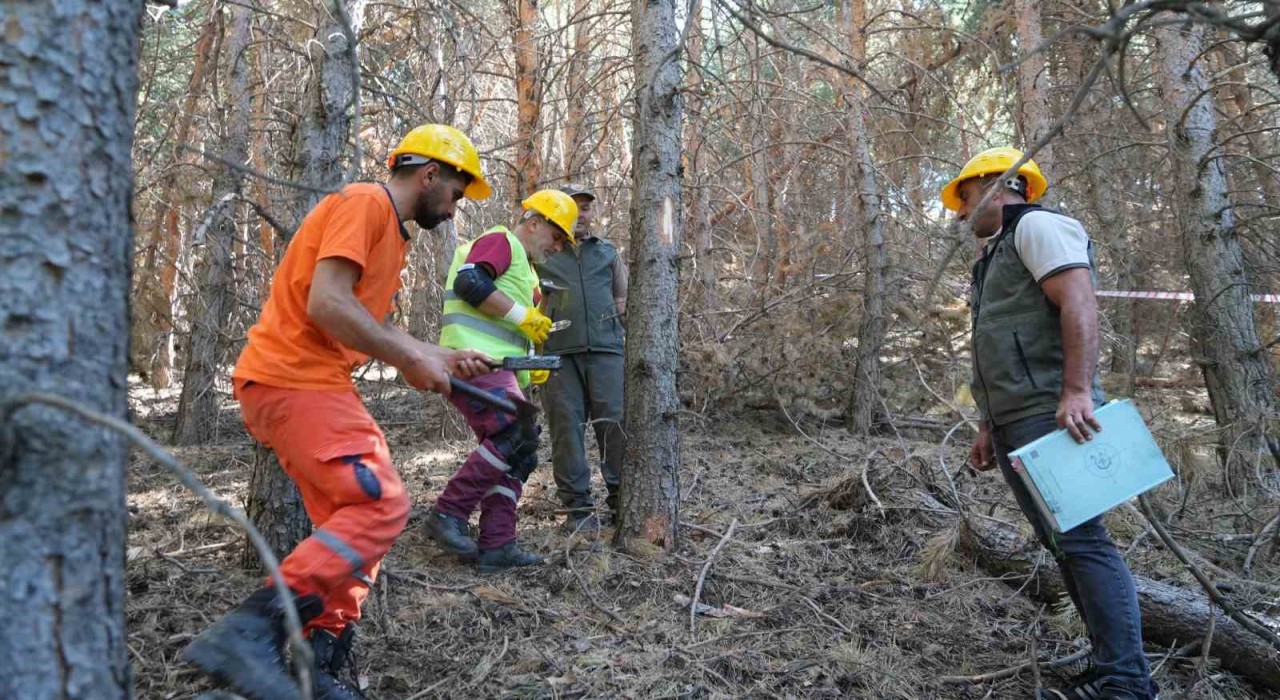 Palandökende yangına karşı seferberlik