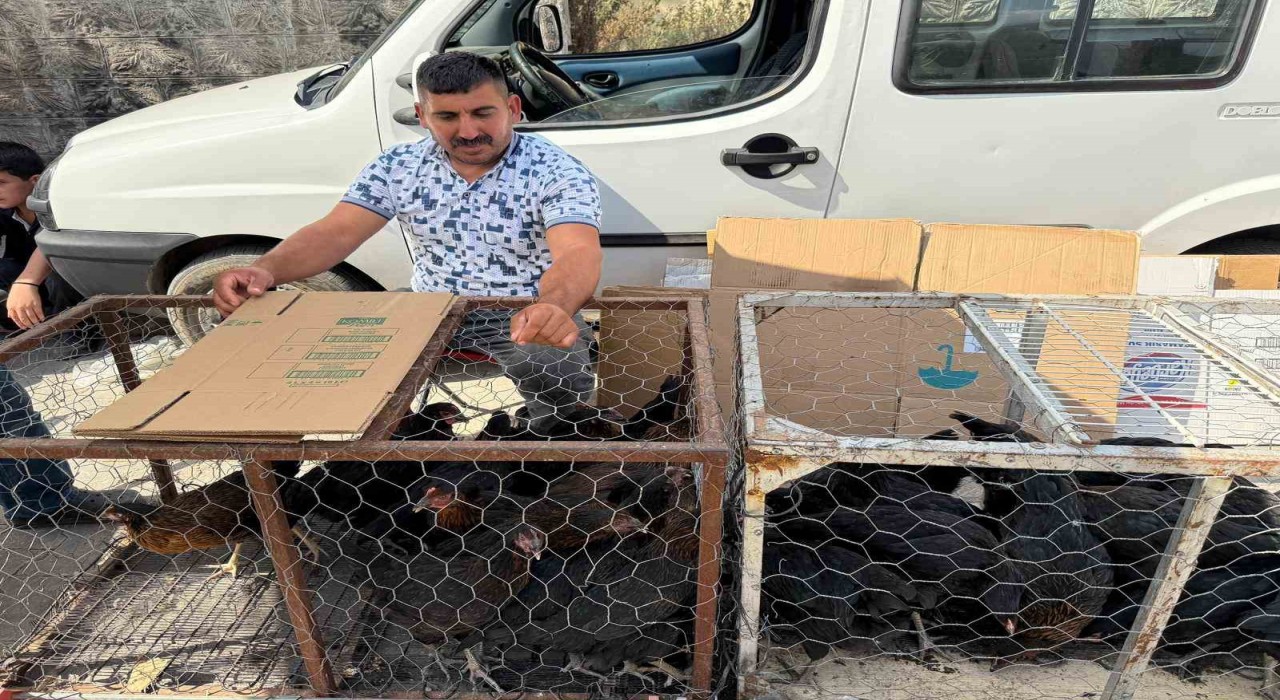 Palet üzerinde yatan tilkilere sitem etti: Tüm gün yatmak olmaz, kümeslerden tavuk çalın