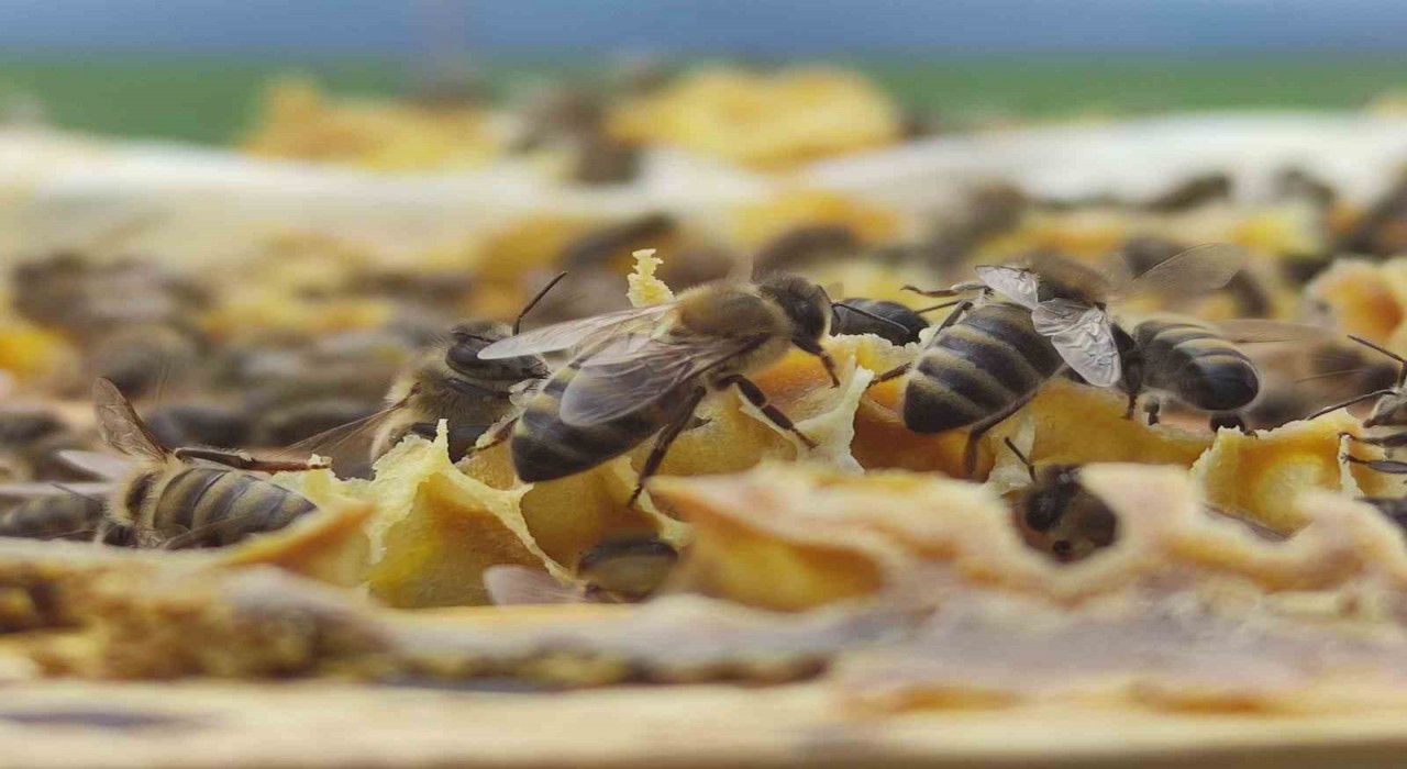 Refahiyedeki bal tesisiyle ilgili Tarım Krediden açıklama