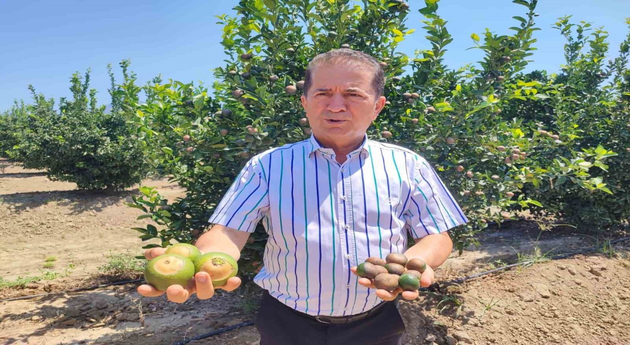 Rekor sıcaklar narenciye ürünlerinde yanıklar oluşturdu