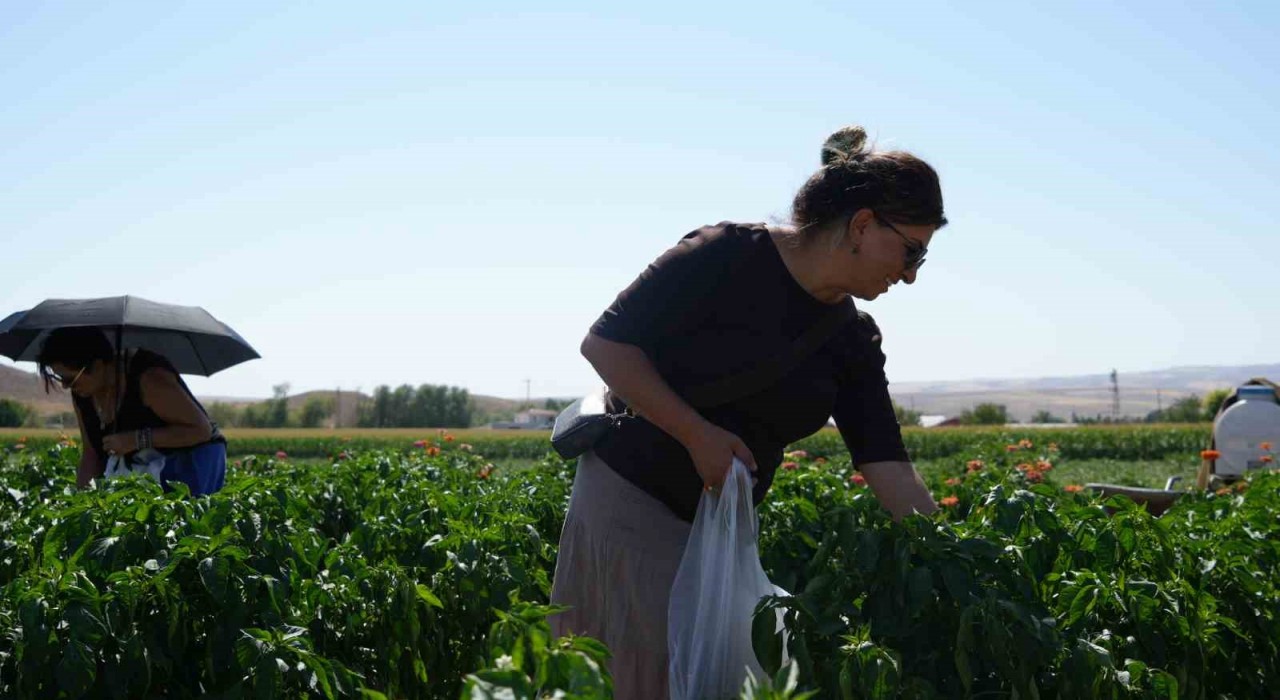 Rekor sıcaklara rağmen Ayaş domatesinin hasadı sürüyor: Tarladan sofraya tescilli lezzet