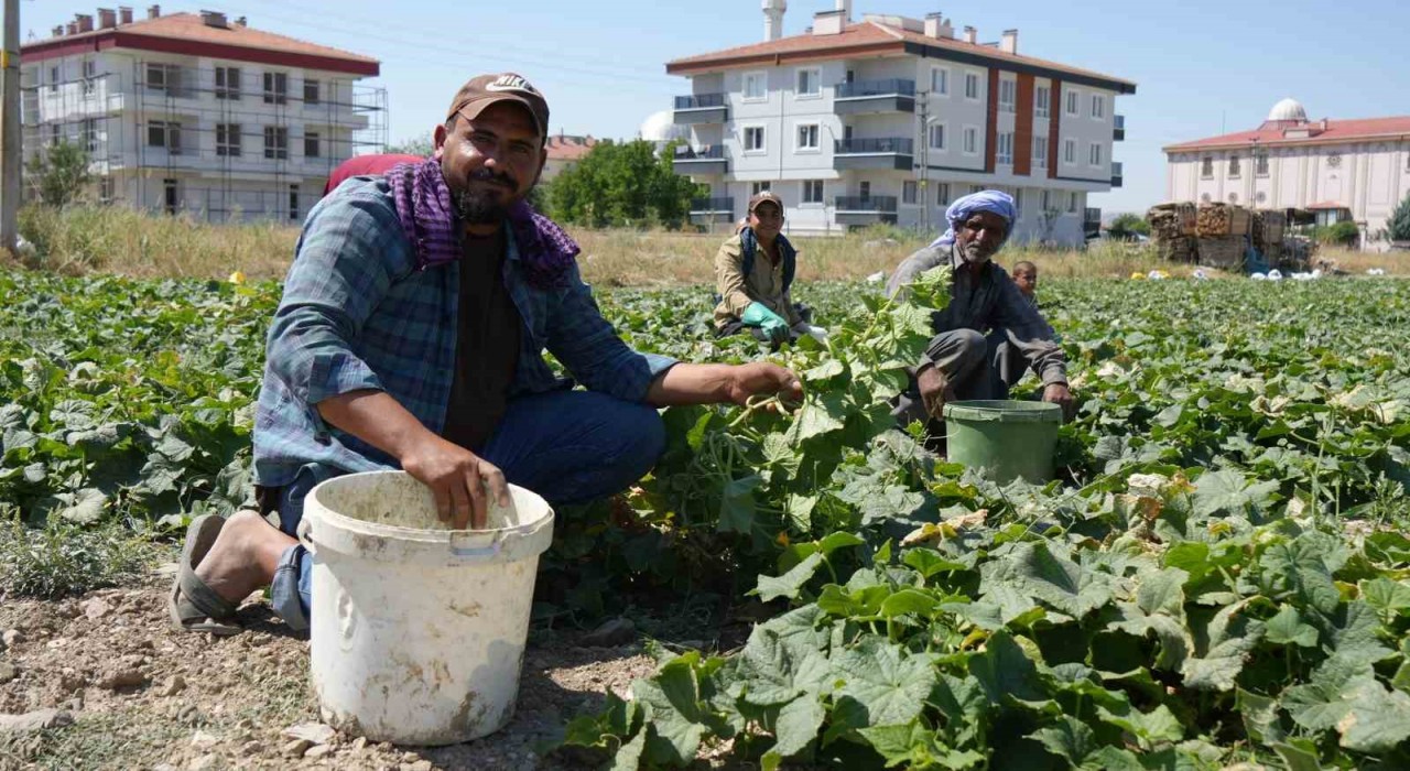 Rekor sıcaklara rağmen Çubukta turşuluk salatalık hasadı sürüyor