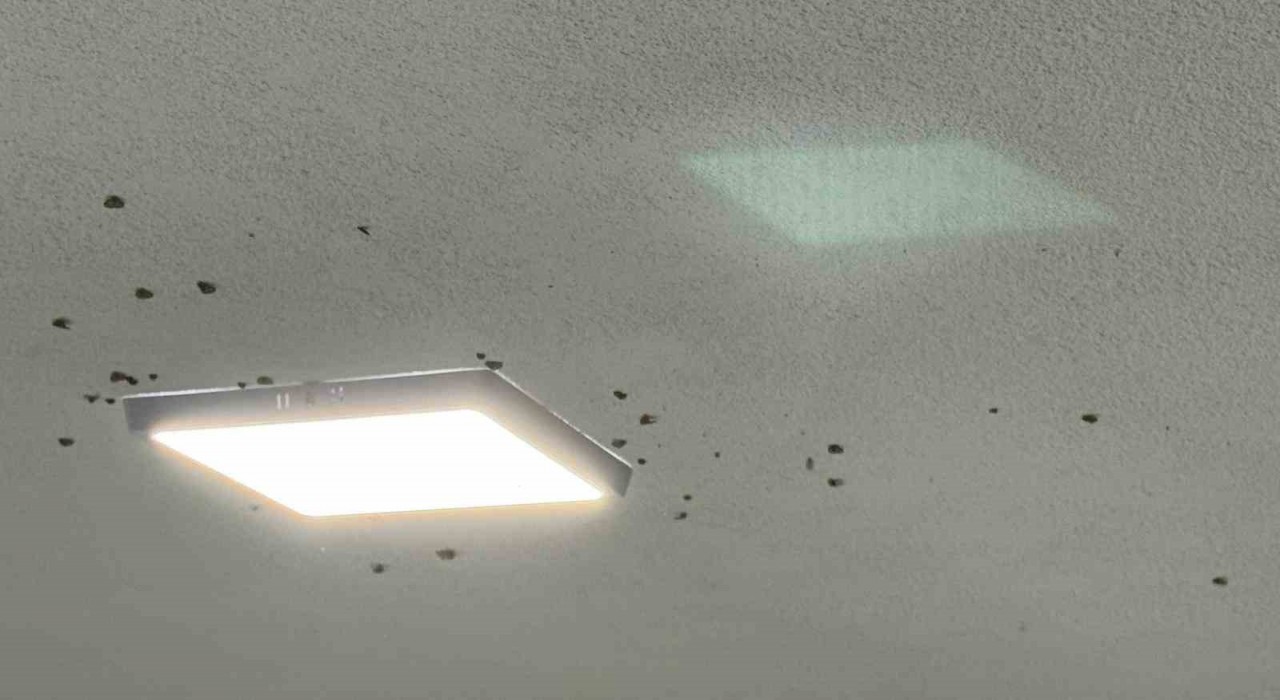 Rizede bahçelerden sonra evlerde vampir kelebek istilası