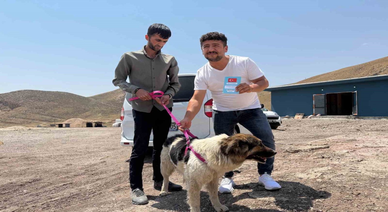 Sahibinin mezarından ayrılmayan köpek, sanatçı Ceylan Erteme emanet