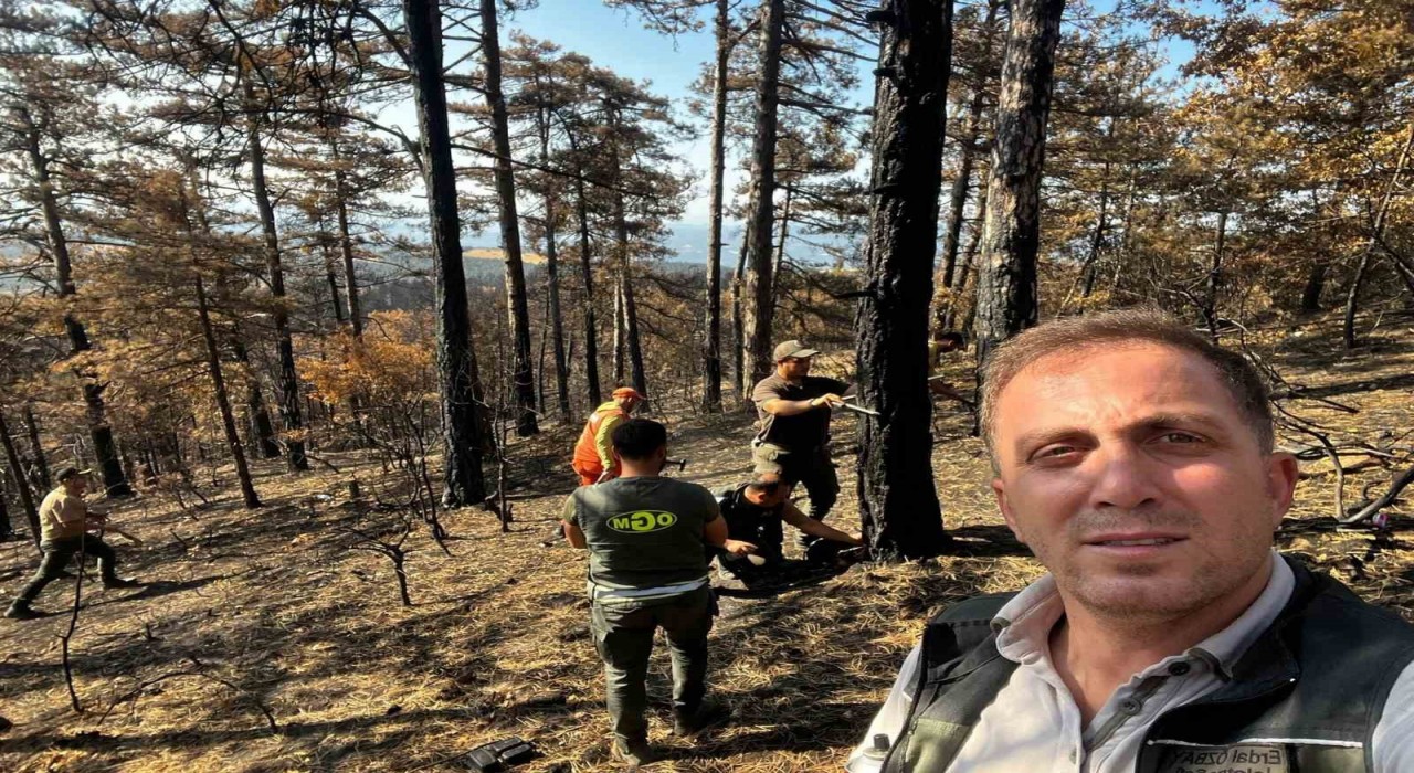 Sakaryada yanan ormanlık alanlar tekrar haya dönüyor