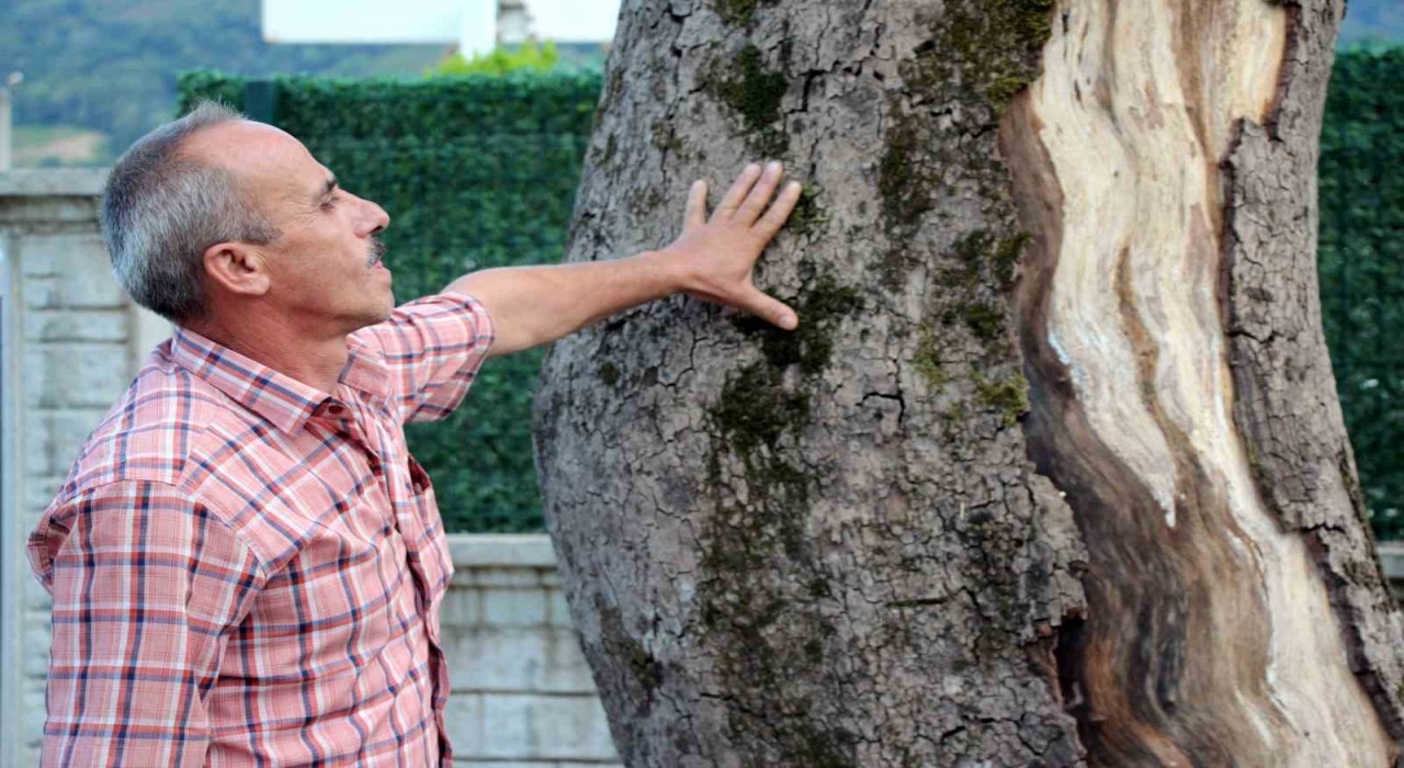 Sakaryadaki asırlık çınar ağaçları kuruyor