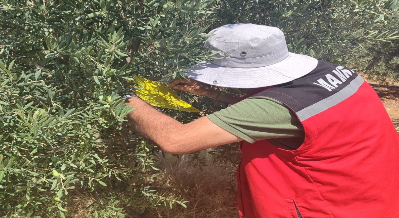 Salihli İlçe Tarımdan ‘zeytin sineği uyarısı