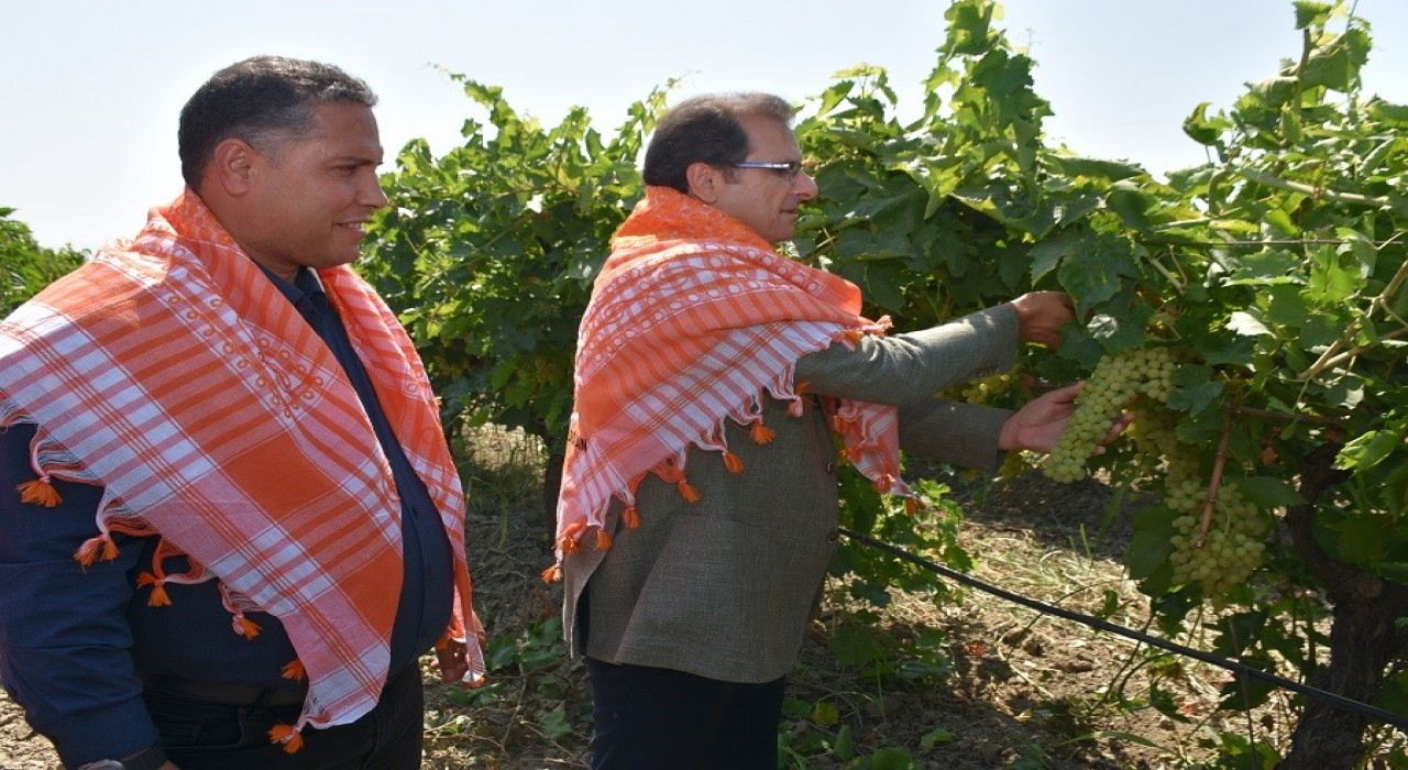 Salihli Kaymakamı Güldoğan üzüm hasadı yaptı