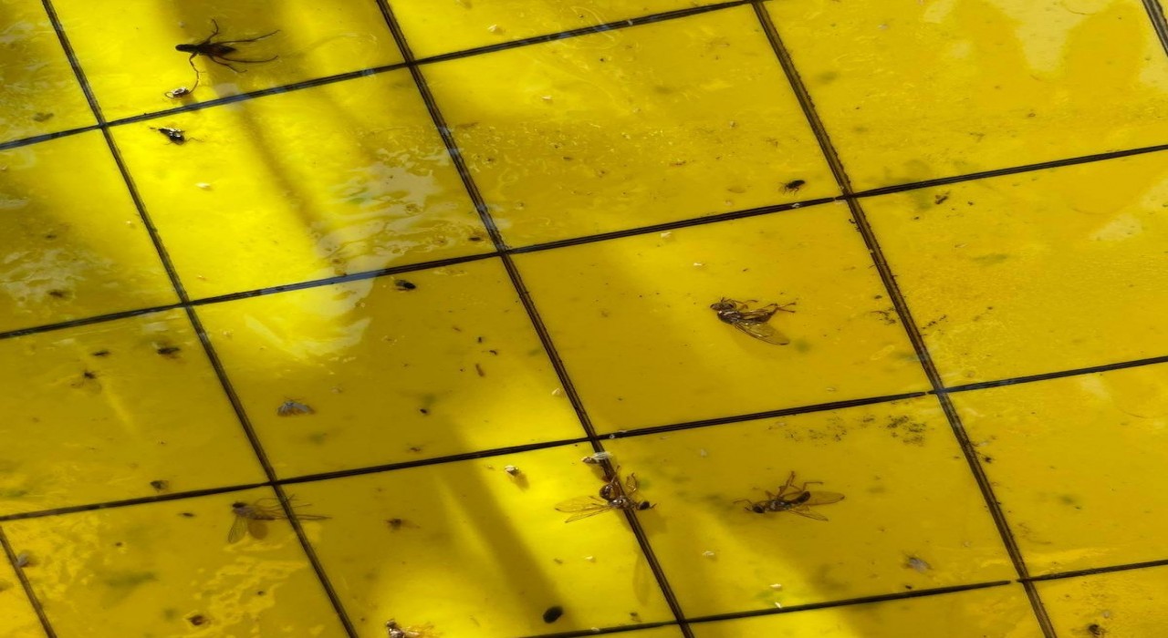 Salihlide üreticiler ‘zeytin sineğine karşı bir kez daha uyarıldı