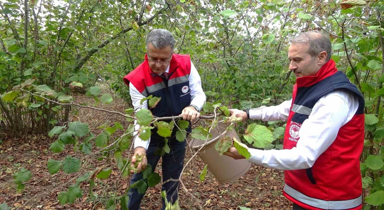 Samsunda zirai don, fındık rekoltesini düşürdü