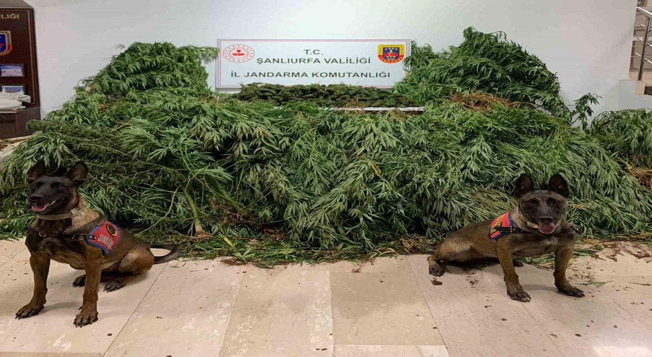 Şanlıurfada 11 kilo 200 gram esrar ele geçirildi