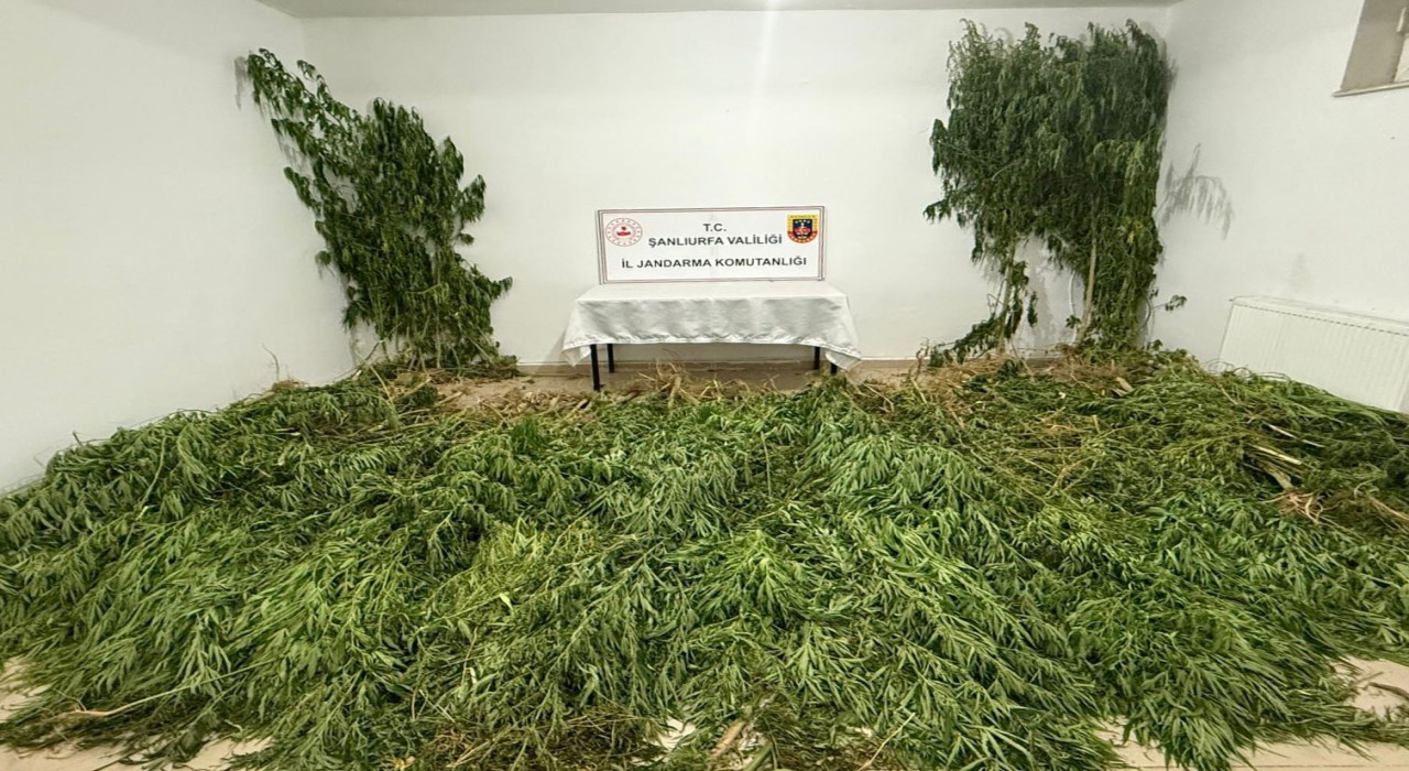 Şanlıurfada 2 kilo esrar ile 555 kök kenevir ele geçirildi: 3 gözaltı