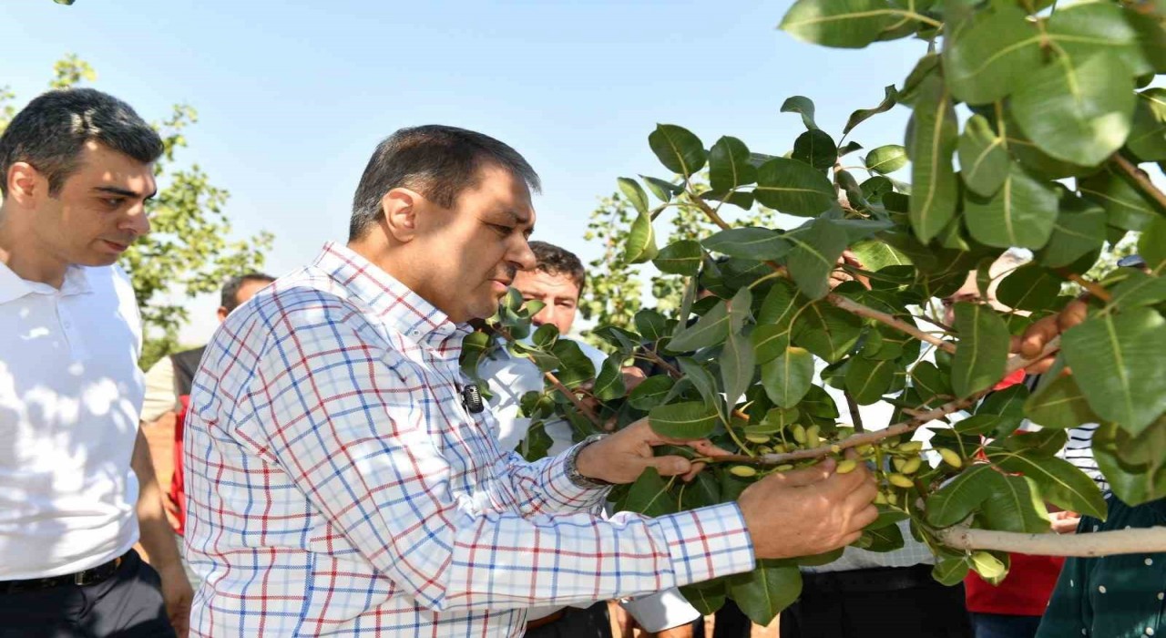 Şanlıurfada boz fıstık hasadı başladı