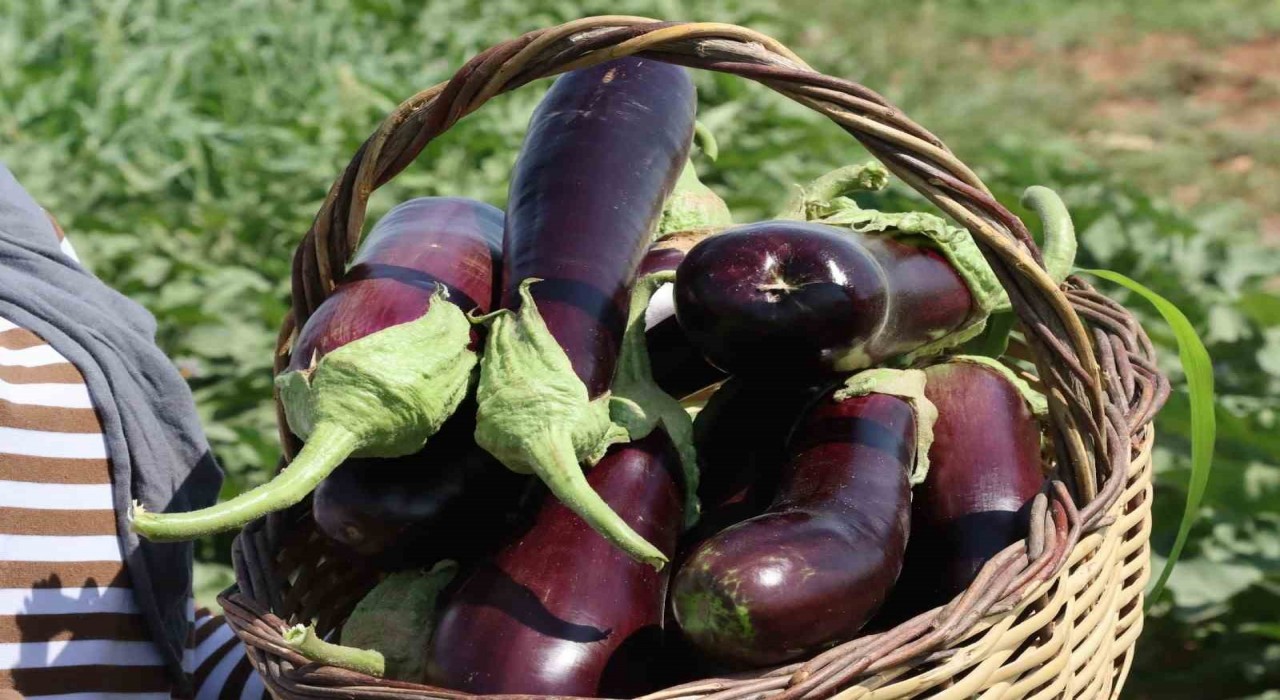 Şanlıurfada coğrafi işaretli ürünlerin hasadı başladı