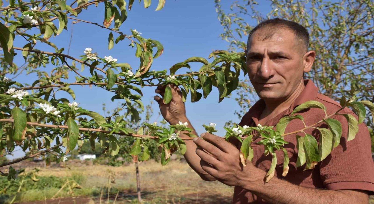 Şanlıurfada elma ağaçları ağustos ayında çiçek açtı