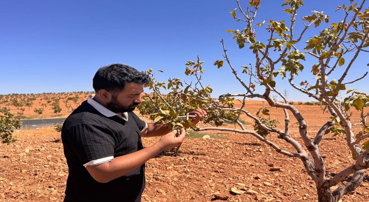 Şanlıurfada fıstık bahçelerini bekleyen büyük tehlike: Fitoplazma