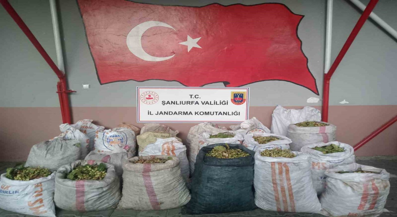 Şanlıurfada fıstık hırsızlığına 13 gözaltı