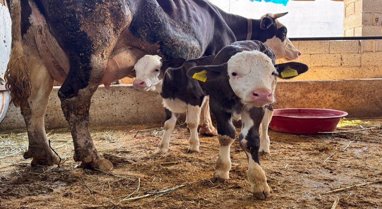 Şanlıurfada şap hastalığıyla mücadele devam ediyor