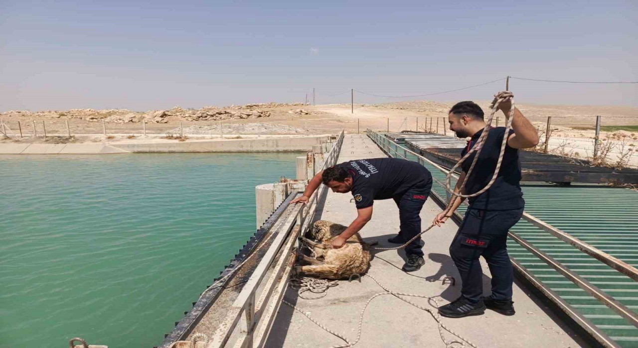 Şanlıurfada sulama kanalına düşen köpeği itfaiye kurtardı