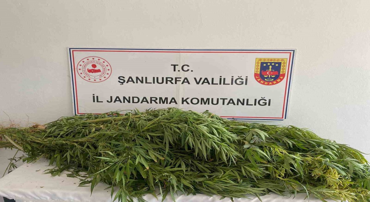 Şanlıurfada uyuşturucu operasyonu: 2 gözaltı