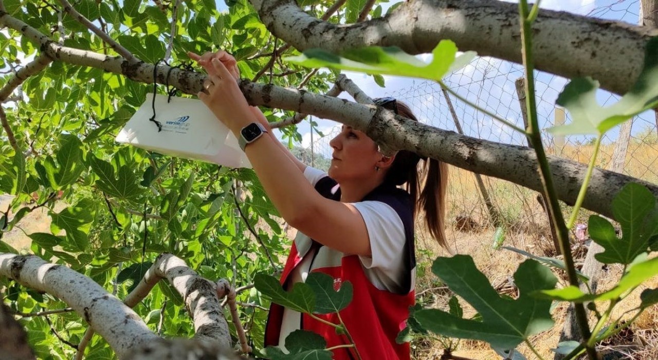 Şaphanede tarım zararlısına karşı tuzak