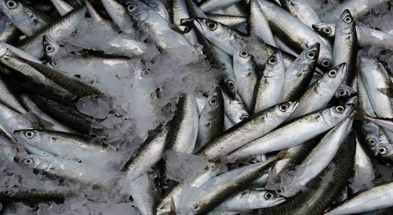 Sardalya yaşlanmayı geciktiriyor