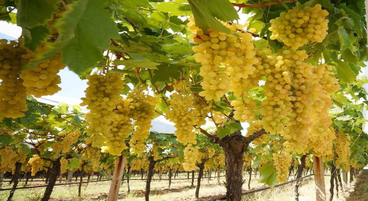 Sarıgöl ovasında tatlı telaş devam ediyor