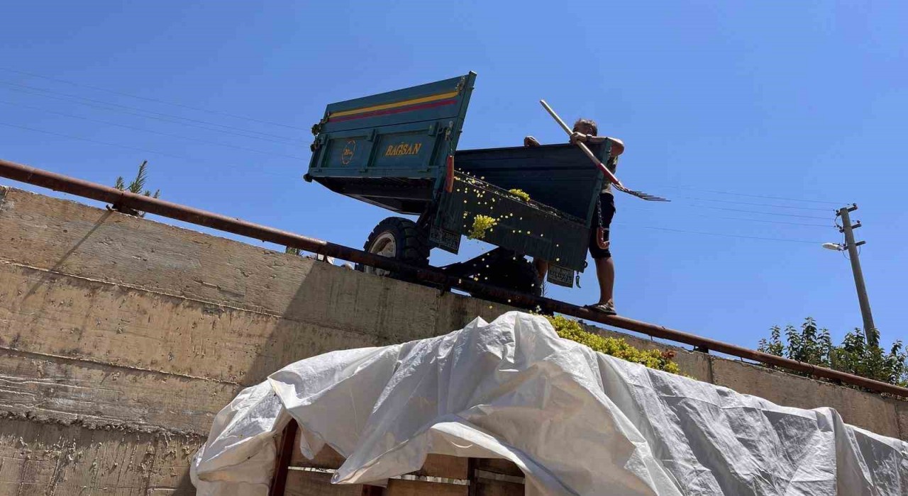 Sarıgölde çıkma üzüm 16 TLye yükseldi