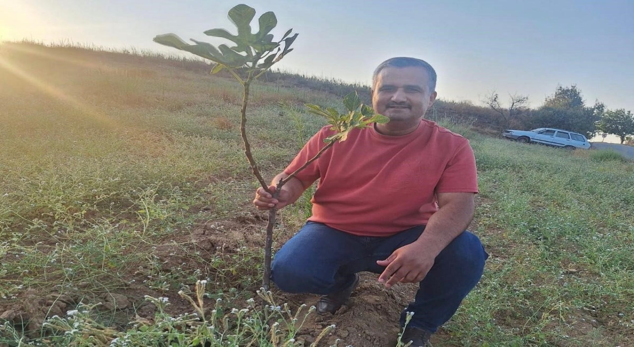 Sarıgölde sarılop incir üretimi yaygınlaşıyor