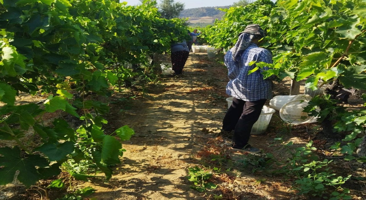 Sarıgölde üzüm hasadı başladı