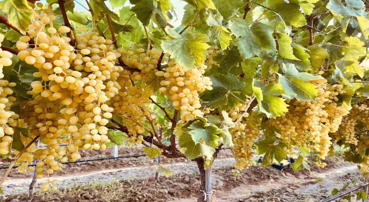 Sarıgölün altın sarısı Sultaniye üzümleri sofralara ulaştırılıyor