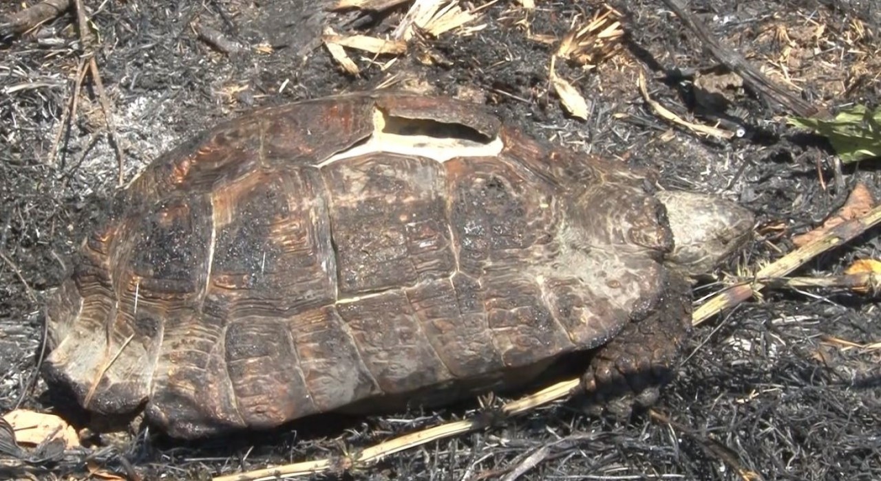 Sarıyerde ormanlık alanda çıkan yangın kontrol altına alındı