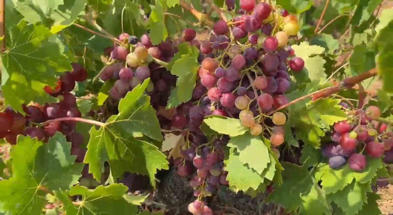 Şarköyün Gardinal Üzümünün hasadı başladı