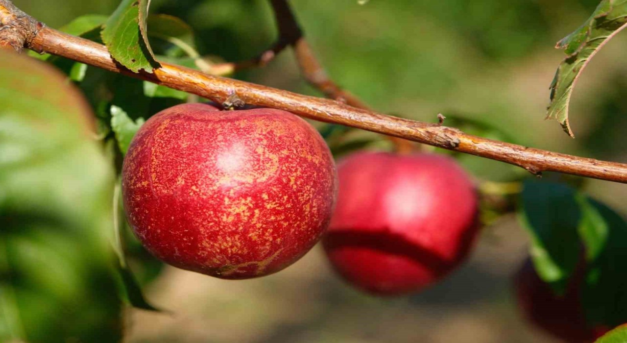 Şeftalinin 120 çeşidiyle koleksiyon bahçesi oluşturdular