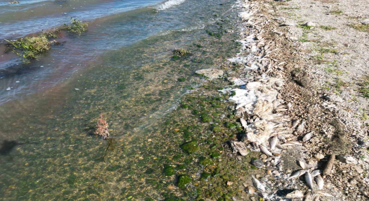 Seyitler Barajında yüzlerce ölü balık görüntülendi