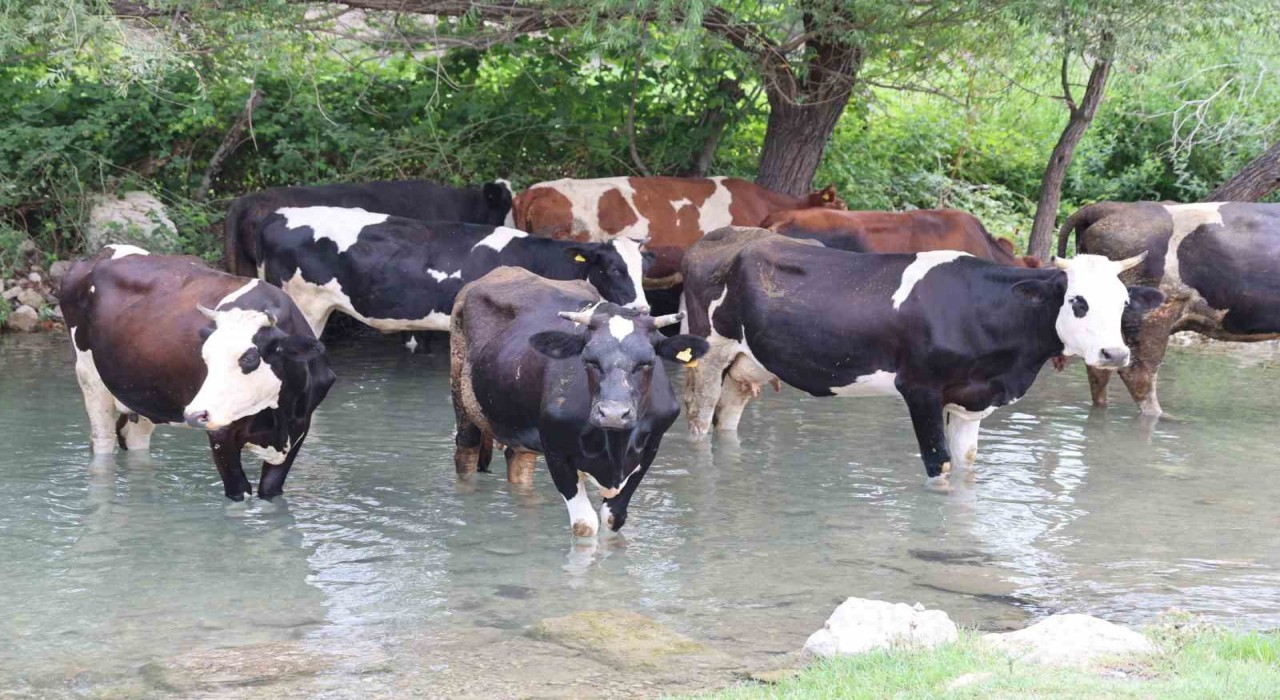 Sıcaklar bunalttı, hayvanlar suya girerek serinledi