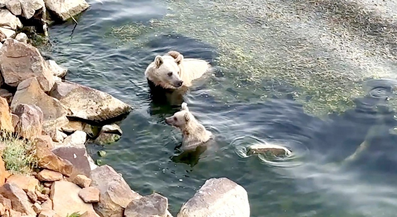 Sıcaktan bunalan ayılar kendilerini Nemrutun serin sularına attı