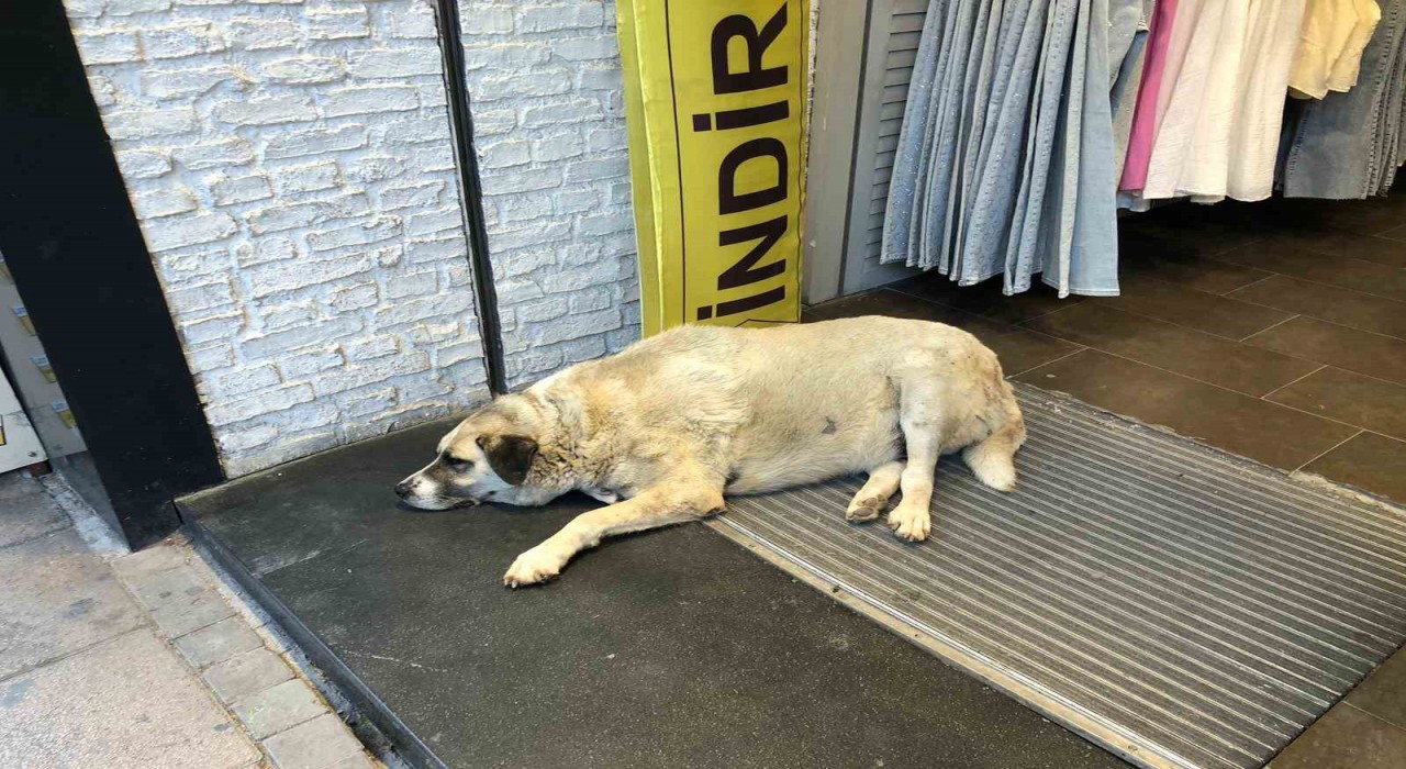 Sıcaktan bunalan köpek çareyi klimanın altına yatmakla buldu