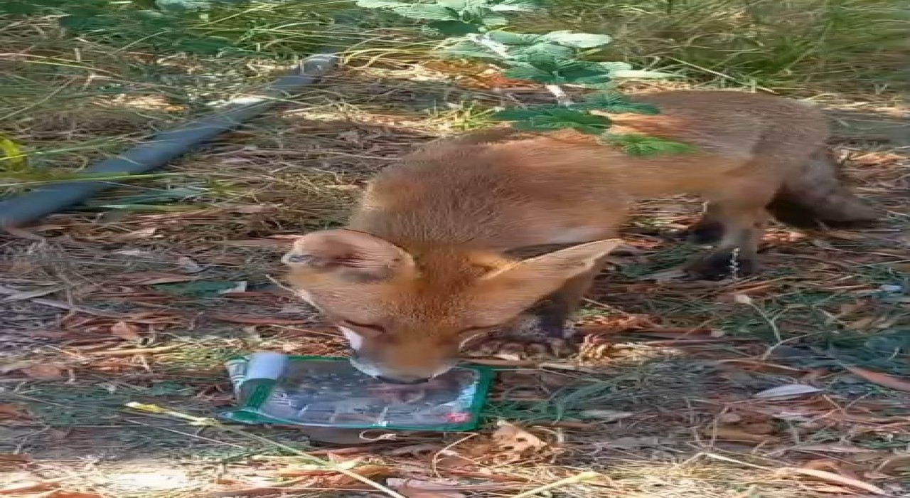 Sıcaktan bunalan tilkiye vatandaş su ikram etti