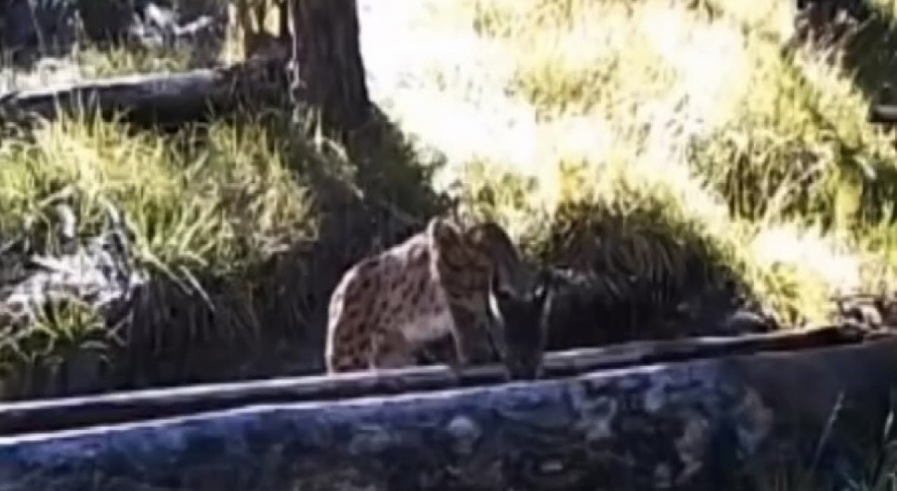 Sıcaktan bunalan vaşak yalakta serinledi