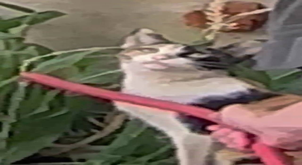 Siirtte sıcaktan bitkin düşen kediye güvenlik görevlisi can suyu oldu