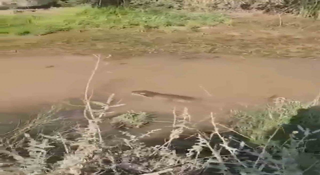 Siirtte su samuru görüldü