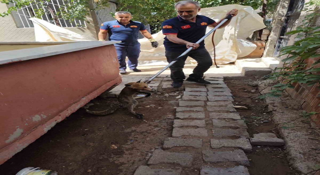 Siirtte tilki evin bahçesine girdi
