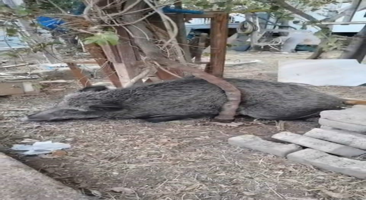 Silahla yaralanan domuz Doğal Yaşam Parkında iyileştirildi