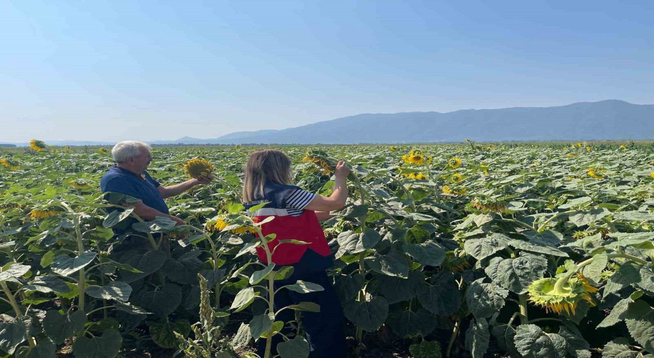 Simavda TAKE projesi çerçevesinde ayçiçeği ekili parsellerde kontroller yapıldı