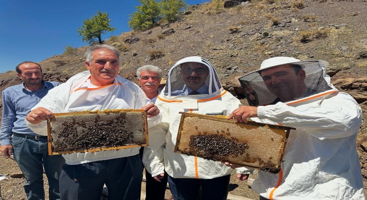 Sincikte bal hasadı başladı